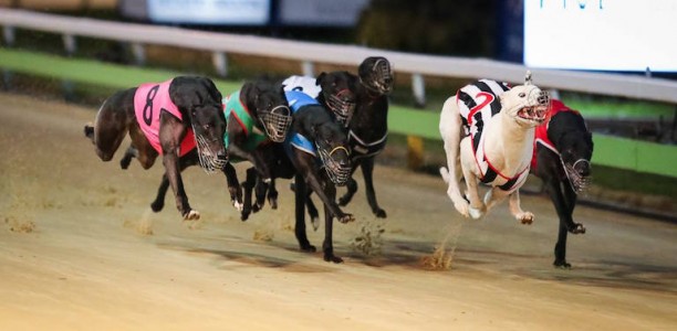 High Eden Frost boxed to cause an upset in 2017 Adelaide Cup
