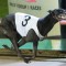Can Demon Bale dominate in Friday’s 2017 Group 3 Mandurah Cup?