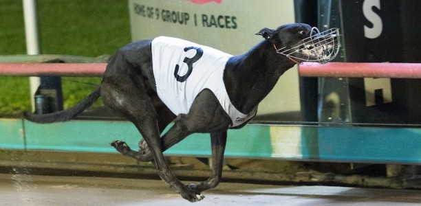 Can Demon Bale dominate in Friday’s 2017 Group 3 Mandurah Cup?