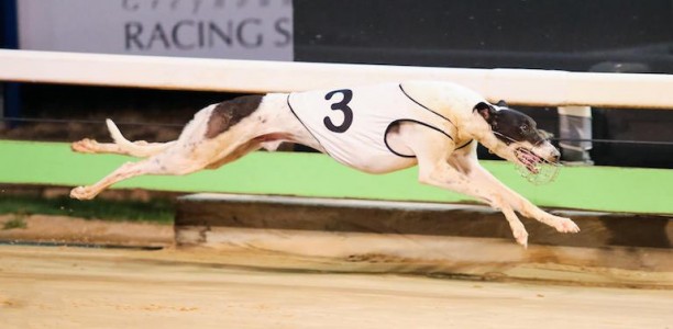 Mr Pupparazzi aiming for back to back Wentworth Park wins