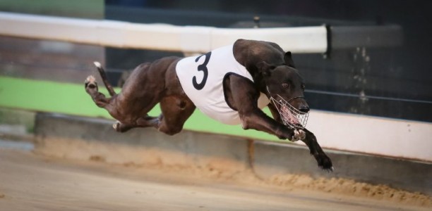 Bogie Bekim back to his brilliant best in time for Topgun Stayers