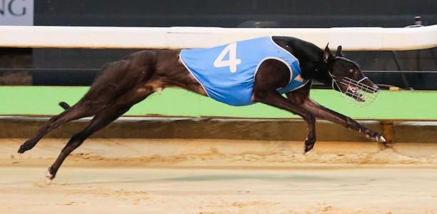 The best gift: Raw Ability wins 2017 Group 1 Adelaide Cup