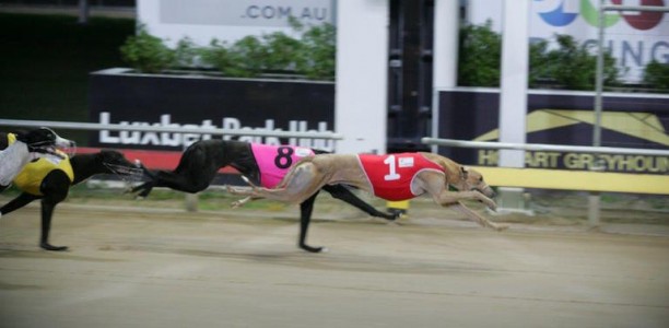 Reality Hawk poised to swoop in Hobart St Leger final
