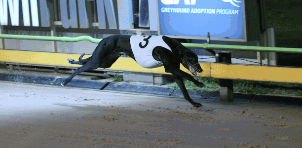 Bernardo the one to watch in The Great Chase semi-finals