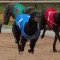Gotham Queen ready to rule in Group 2 Geelong Cup heats