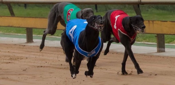 Gotham Queen ready to rule in Group 2 Geelong Cup heats