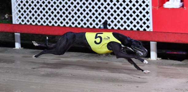 Terra Torra looking for the Casino Cup – Lismore Cup double