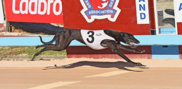 Sky Wave the one to beat in Maitland Future Stars final