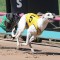 True Talent stuns connections to qualify for The Great Chase