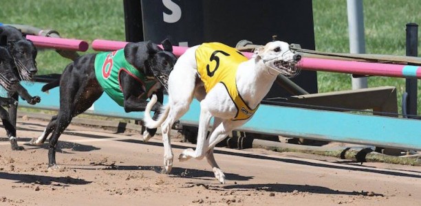 True Talent stuns connections to qualify for The Great Chase
