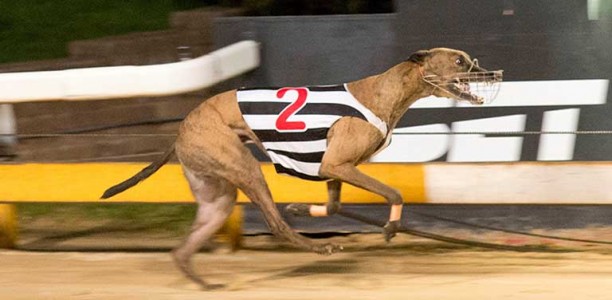 Former Victorian sets out to win Topgun Stayers for New Zealand