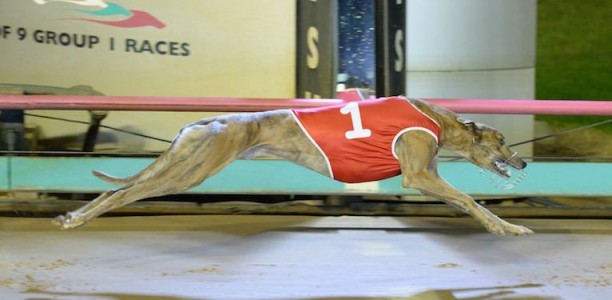 Double shot in Geelong Cup to start Britton’s winning weekend