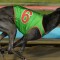 Bravo’s bonny bitch ready to strike in Group 1 Topgun