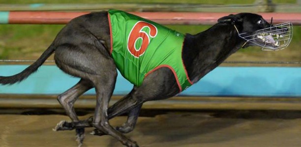 Bravo’s bonny bitch ready to strike in Group 1 Topgun
