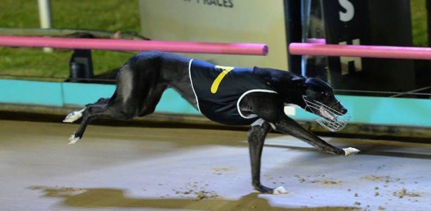 2017 Topgun gives Up Hill Jill an overdue group 1 win