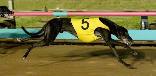 No regrets about retiring Burn One Down ahead of Bold Trease