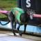 Crash Bandicoot gives Azzopardi second Vic Peters in three years