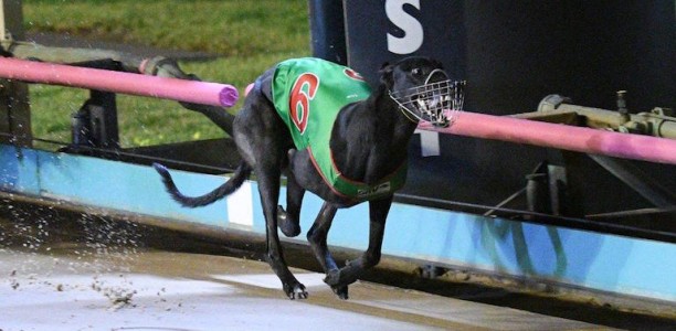 Crash Bandicoot gives Azzopardi second Vic Peters in three years
