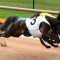 Group 2 Maitland Cup winner Aussie Infrared to stand at stud