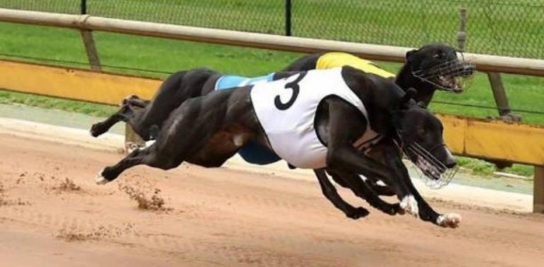 Group 2 Maitland Cup winner Aussie Infrared to stand at stud