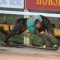 Off And On brilliant on debut at Ipswich ahead of Group 3 Cup