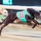 Black Bombshell headlines Crudeli trio in Young Stars Classic