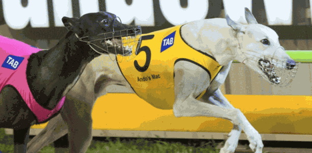 2017 Group 1 Melbourne Cup – every runner’s chance analysed
