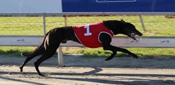 Nature’s Gent wins 2017 Group 1 NZ Cup at Addington