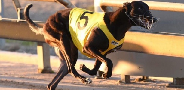 2017 Group 1 Melbourne Cup – full heat recap and box draw