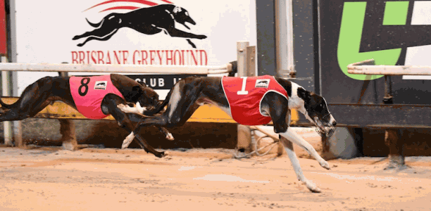McCarthy holds a triple threat of capturing Group 3 Ipswich Cup