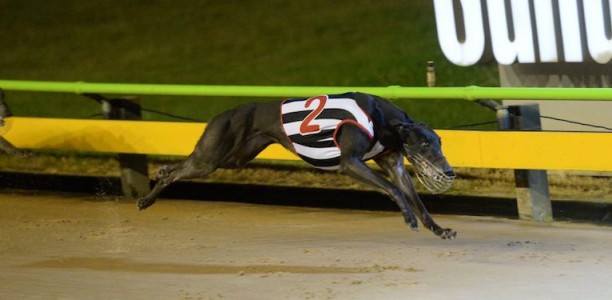 Striker Light poised to cause Melbourne Cup upset