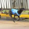 Kouta Mayhem connections hoping for career highlight in Cup