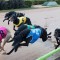 2017 Group 1 Melbourne Cup – every runner analysed with top odds