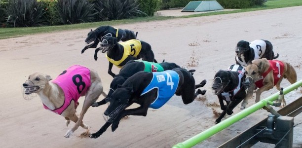 2017 Group 1 Melbourne Cup – every runner analysed with top odds
