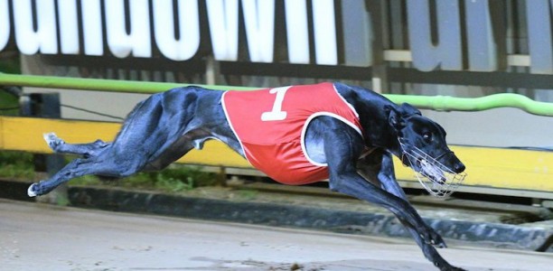 Aston Dee Bee wins 2017 Group 1 Melbourne Cup