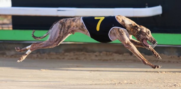 Baa Man the one to beat in Thursday’s Brian Johnstone Final