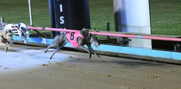 Shadale sensational in Group 3 Sir John Dillon Memorial