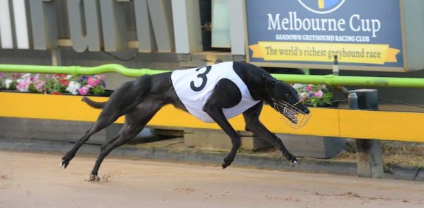 Group 1 Bold Trease win takes the pressure off Fanta Bale