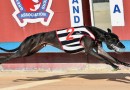Lochinvar Hugo looking for 14 straight this Tuesday at Gosford
