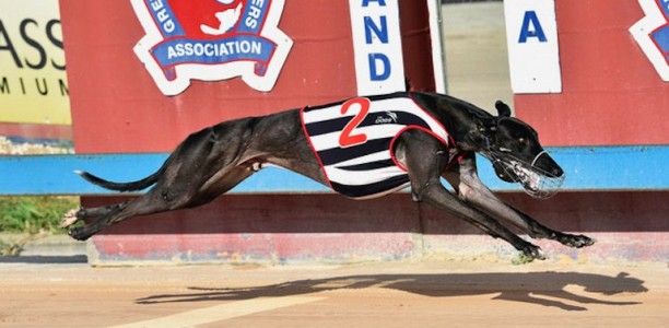 Lochinvar Hugo looking for 14 straight this Tuesday at Gosford