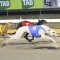 Greyhound racing banned in ACT but participants vow to fight