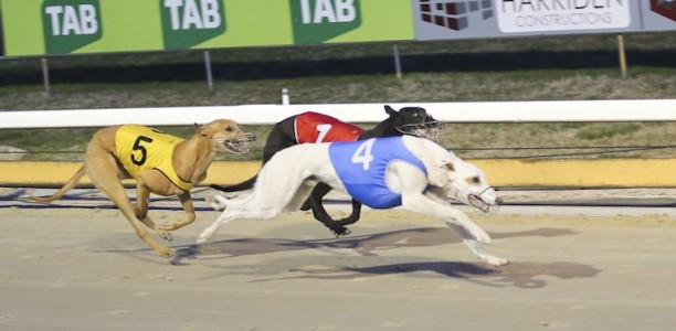 Greyhound racing banned in ACT but participants vow to fight