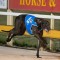 Spring Time Girl a leading local shot in Brisbane Cup heats