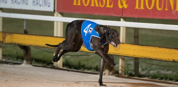 Spring Time Girl a leading local shot in Brisbane Cup heats