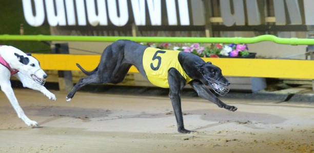 Lieshout still dreaming of group glory ahead of Ballarat Cup heat