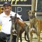 Greyhound export restrictions stop the growth of greyhound racing