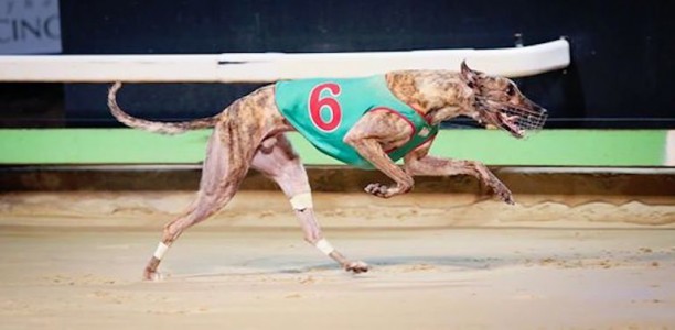 Baa Man wins Group 3 Brian Johnstone in brilliant style