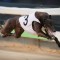 Bogie Bekim steals the show in Group 3 Summer Cup heats