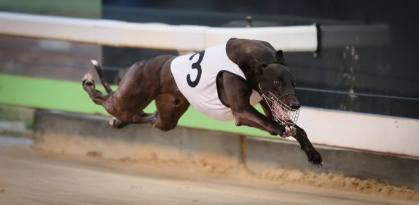 Bogie Bekim steals the show in Group 3 Summer Cup heats