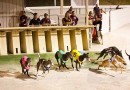 WA restricts greyhound breeding to registered persons only